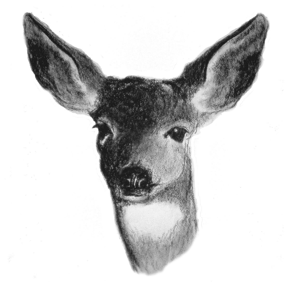 this drawing of a deer is not quite black