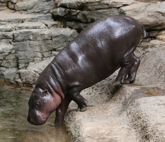 a hippo standing in water in its enclosure