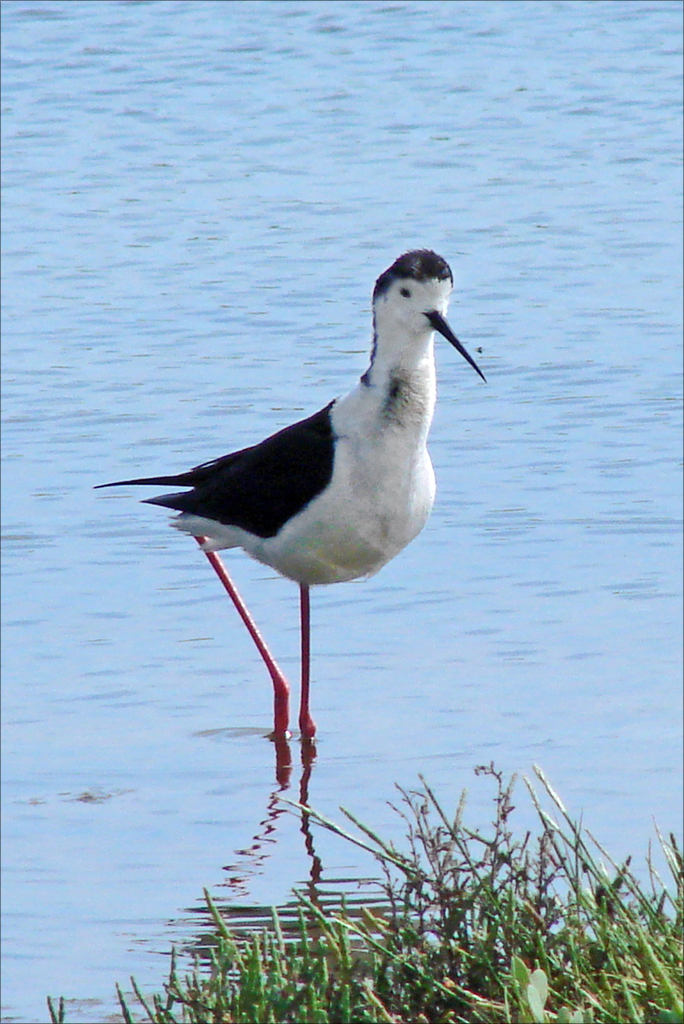 there is a bird standing in the water