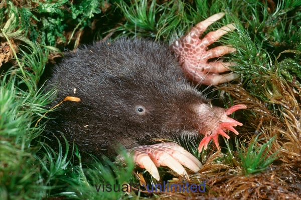 a close up of a rat in the brush