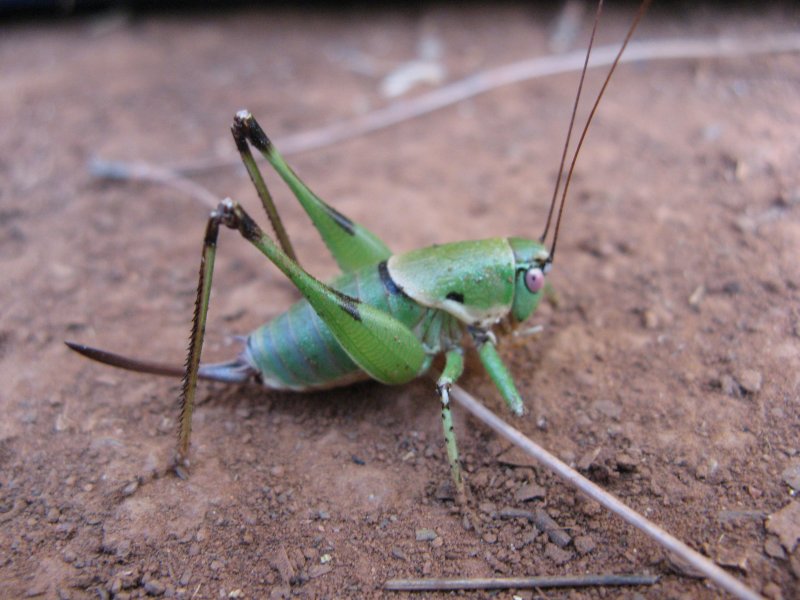 a close up view of a praying mantissa