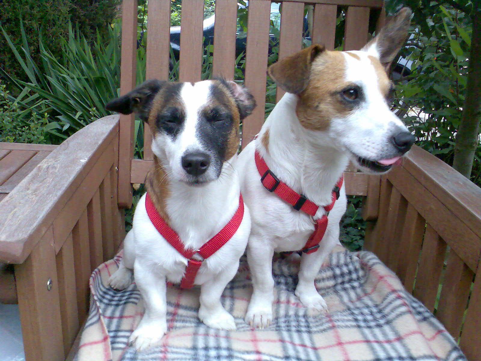 two dogs sitting on a wooden bench on a blanket