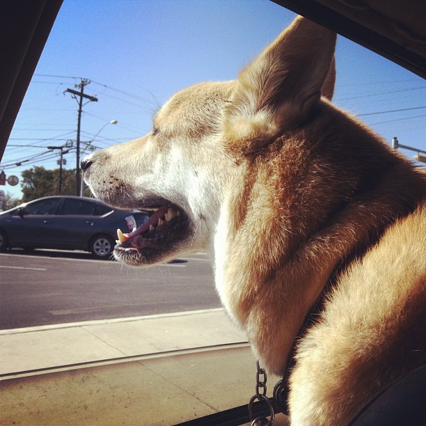 a dog is shown through a vehicle window