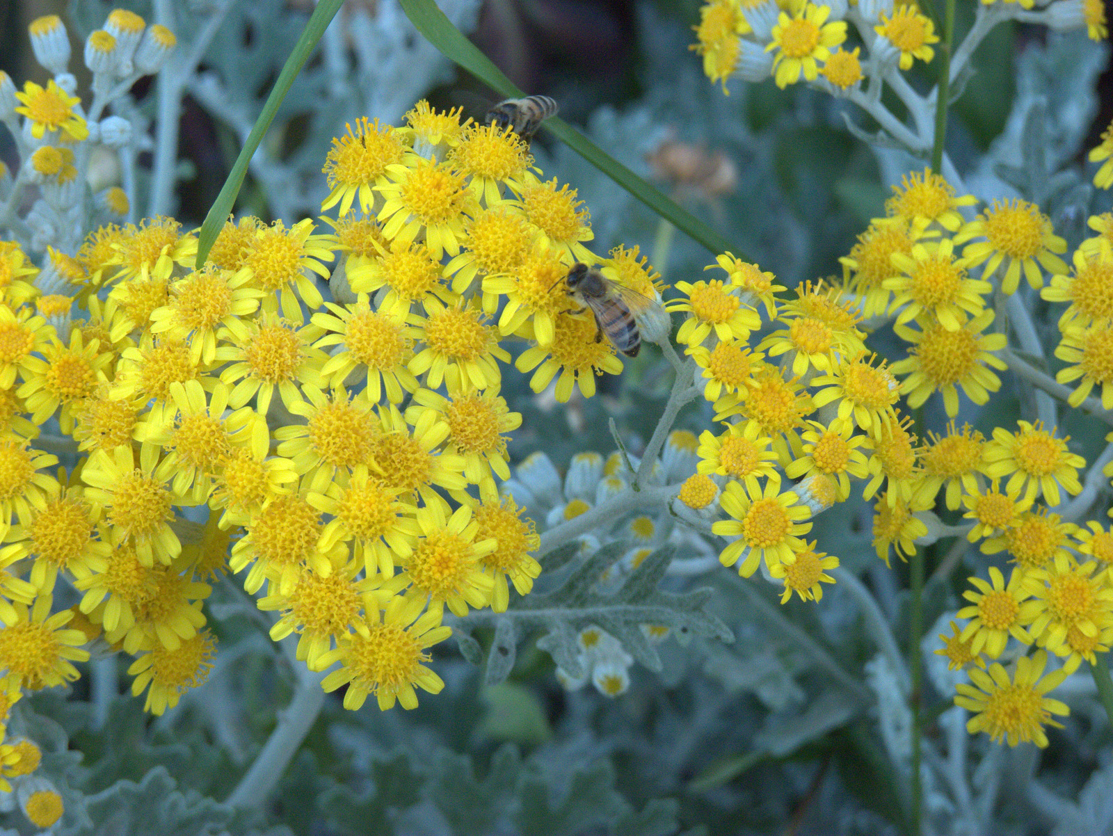 a bee is sitting on a small yellow flower