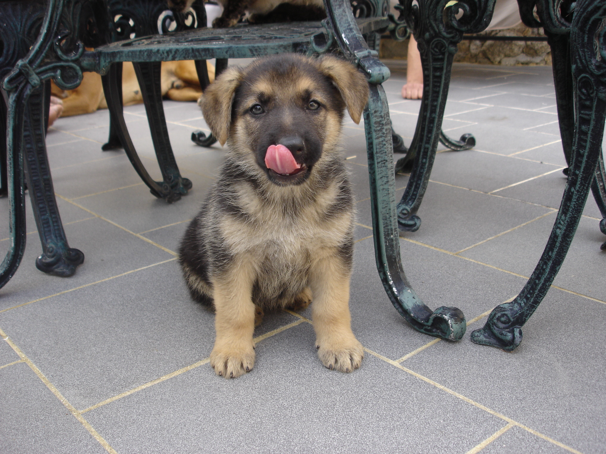 a puppy sitting under a table with his tongue out