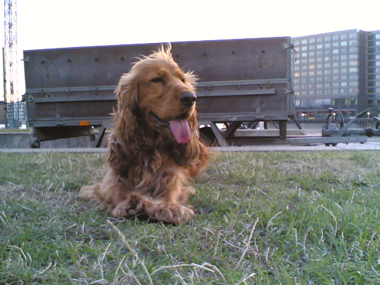a brown dog laying down in grass near a building