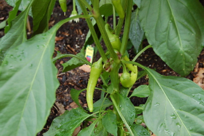 several beans growing in the plant with green leaves