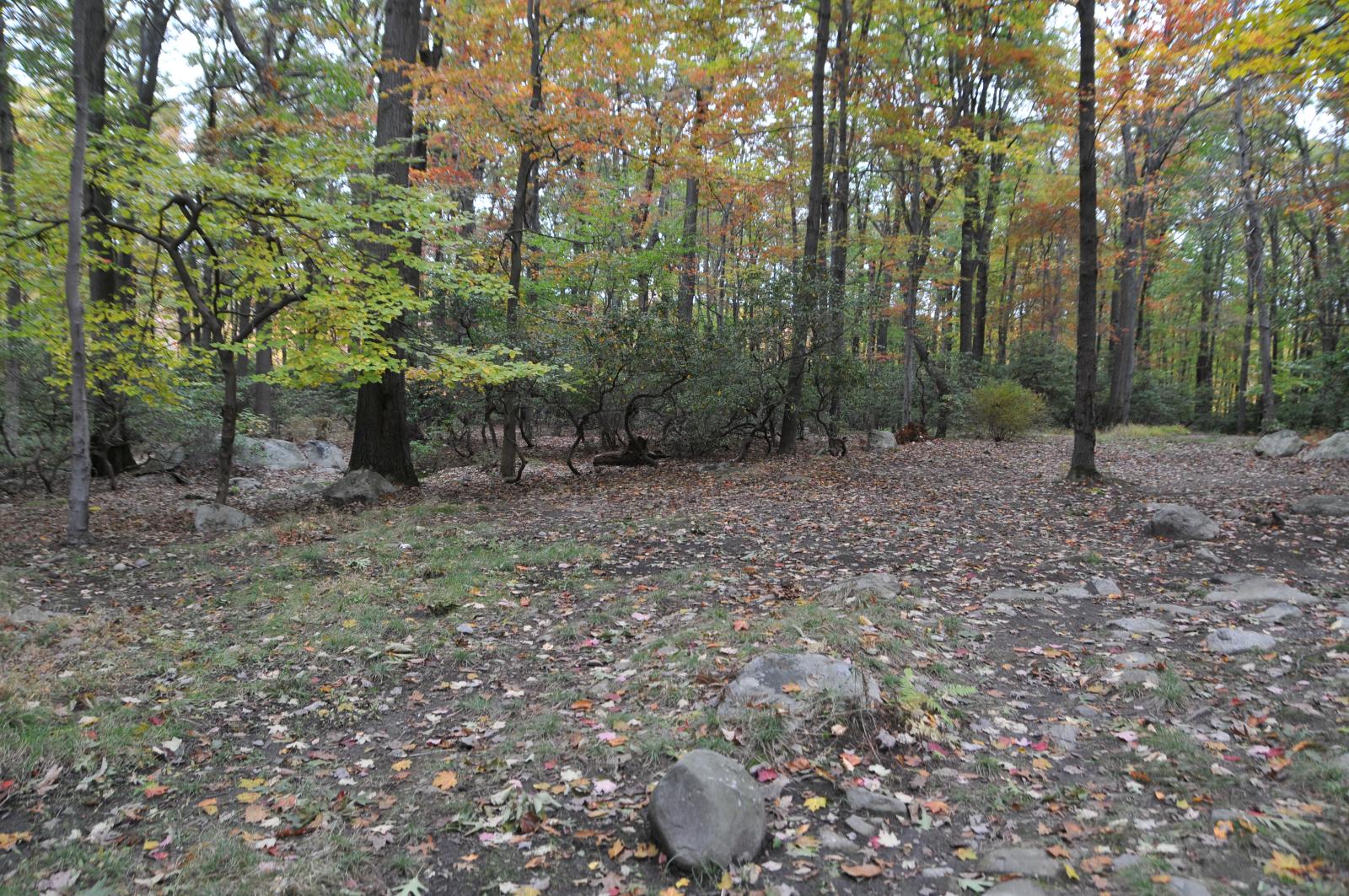 a small wooded area with some rocks and trees in the background