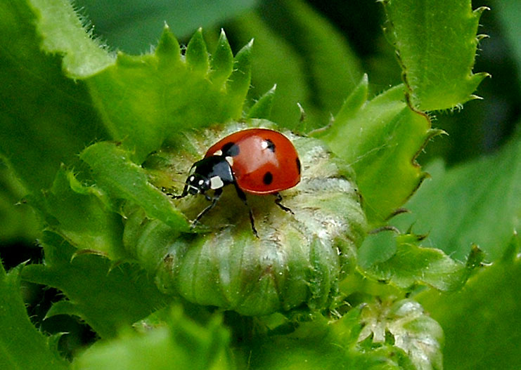a red and black bug crawling on leaves