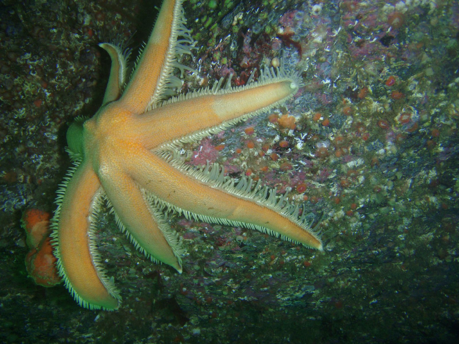 a large starfish on the sea floor with a sponged surface