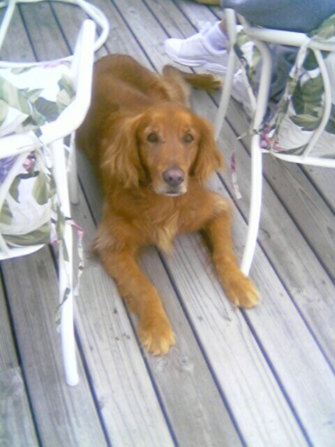 a dog sits on a wooden deck next to chairs