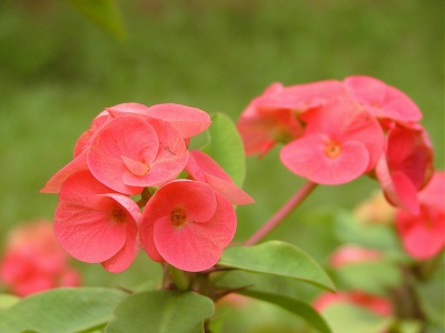 a picture of some red flowers in the grass