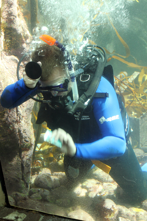 a scuba holds onto a rope to examine corals