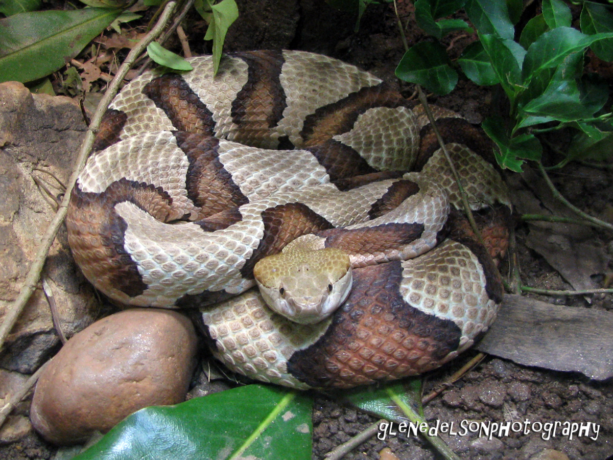 a snake is laying on the ground near some leaves