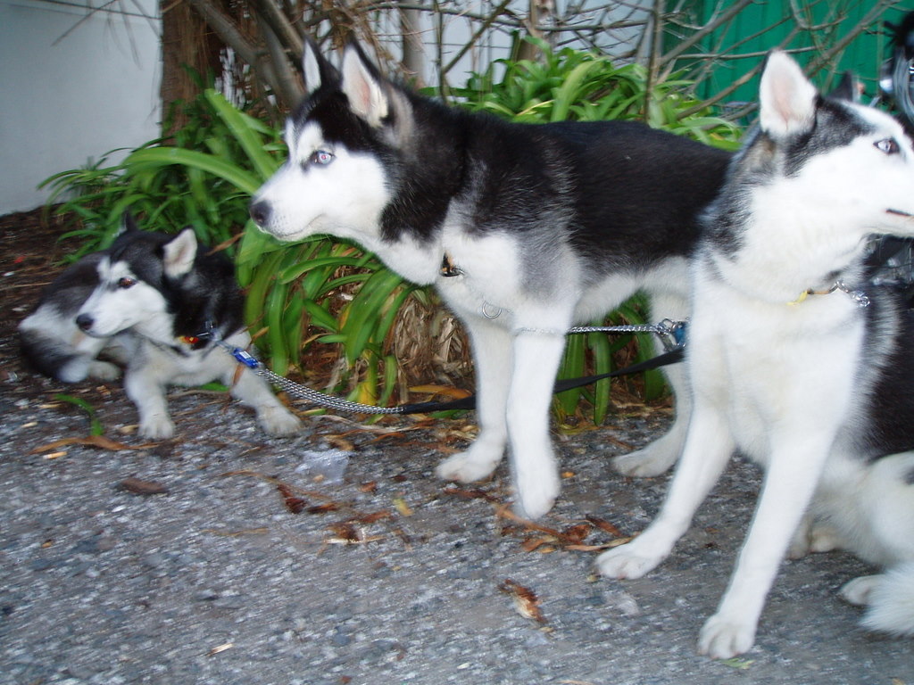 two husky dogs tied up to a pole and some shrubbery