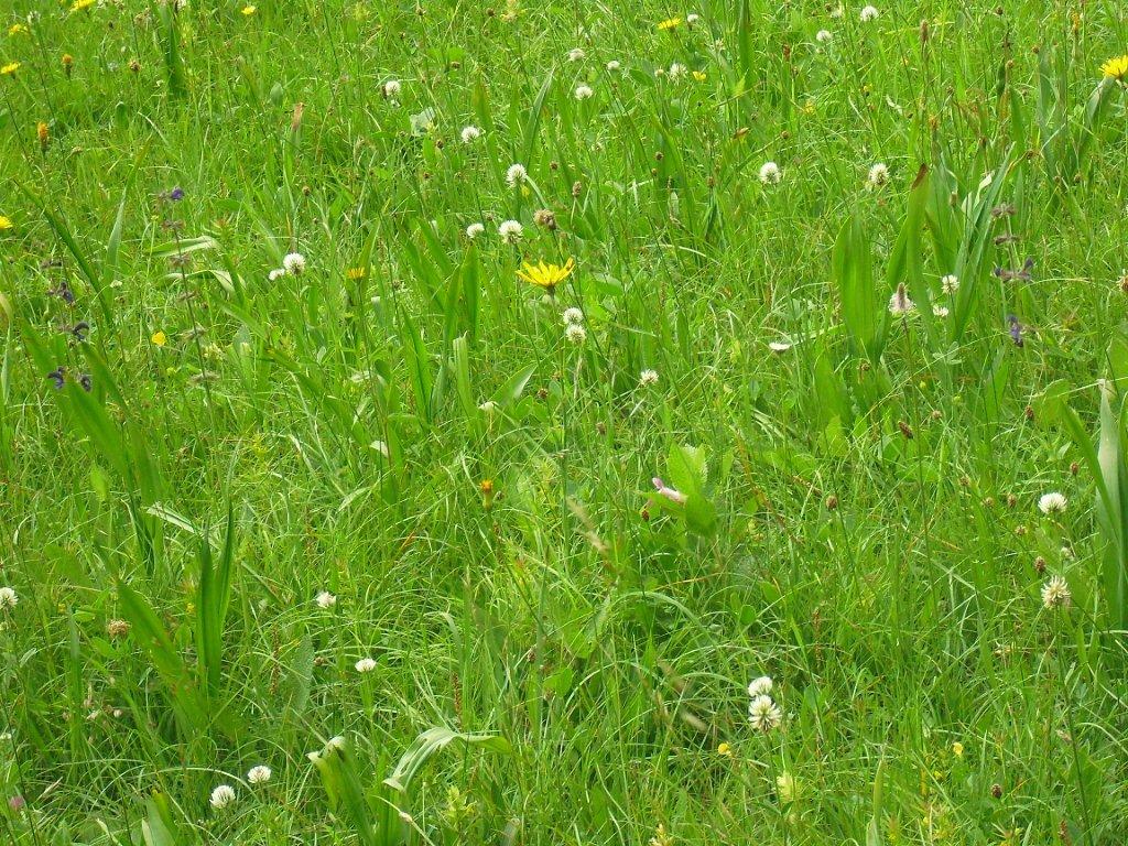 a horse grazing in a green field of grass