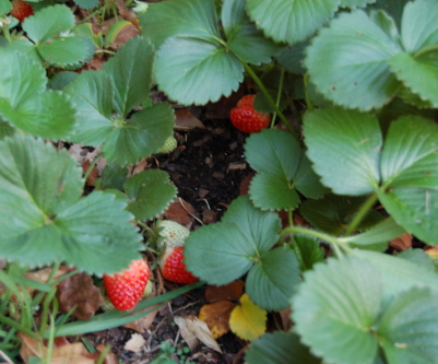 strawberries are ripe on the plants in the garden