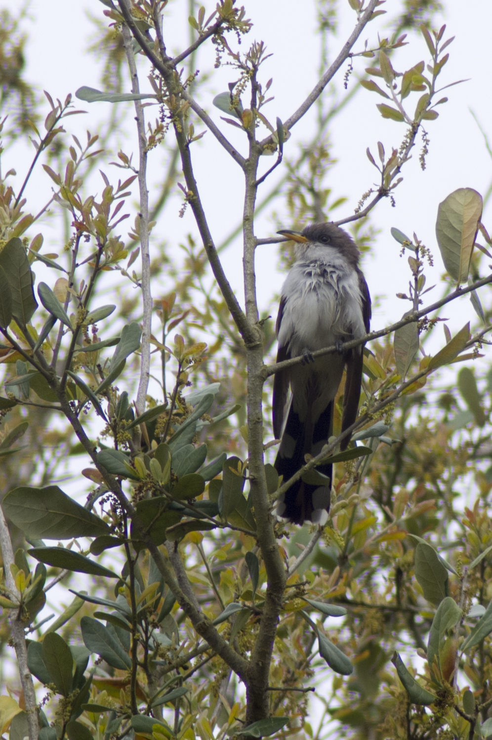 black and white bird perched in a tree