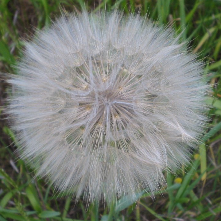 a very large dandelion in some grass