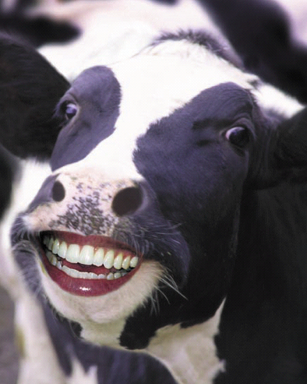 the cow is smiling for the camera with a lot of teeth