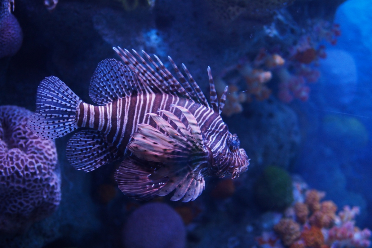 a purple fish is swimming near some colorful corals