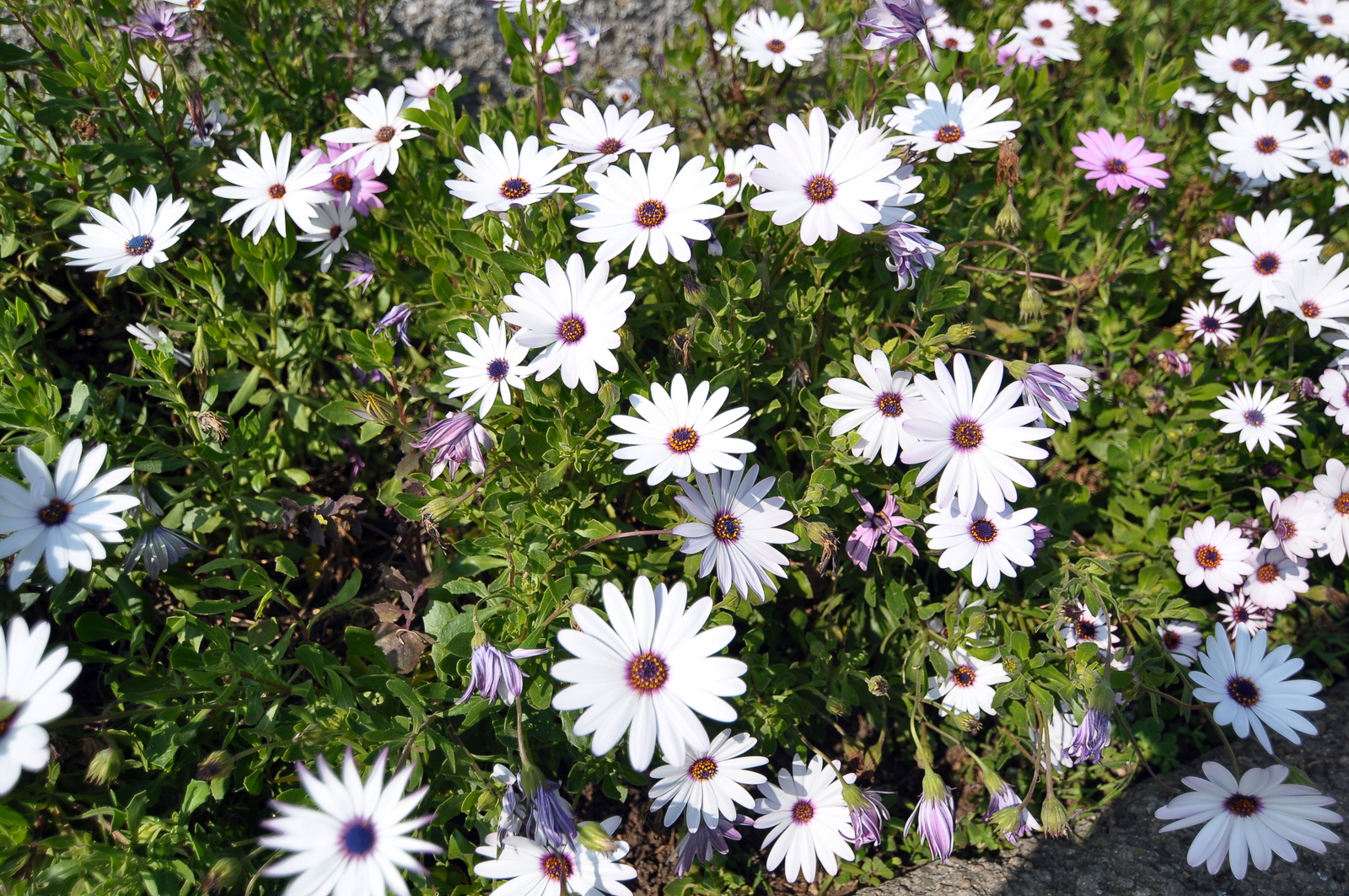 white and pink flowers with green stems and leaves