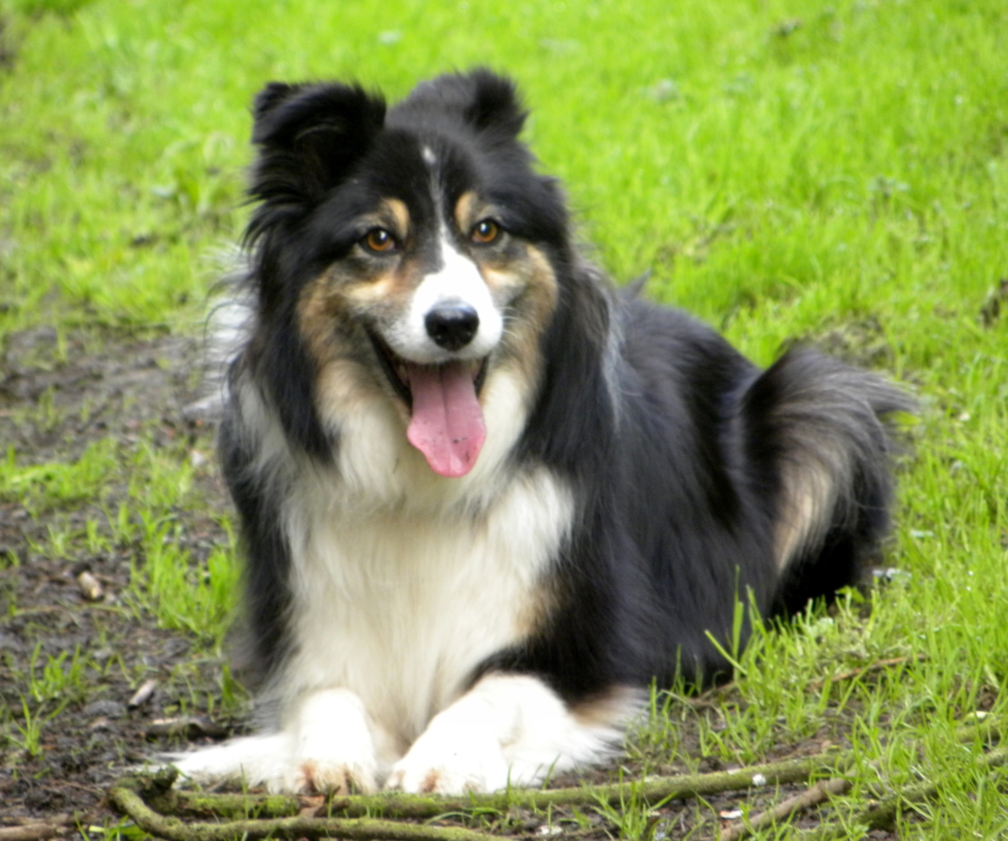 a black and white collie laying down on the grass