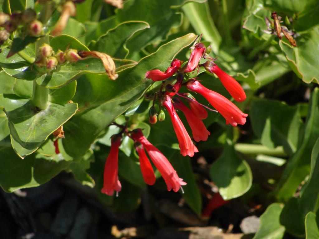 a close up of some small red flowers
