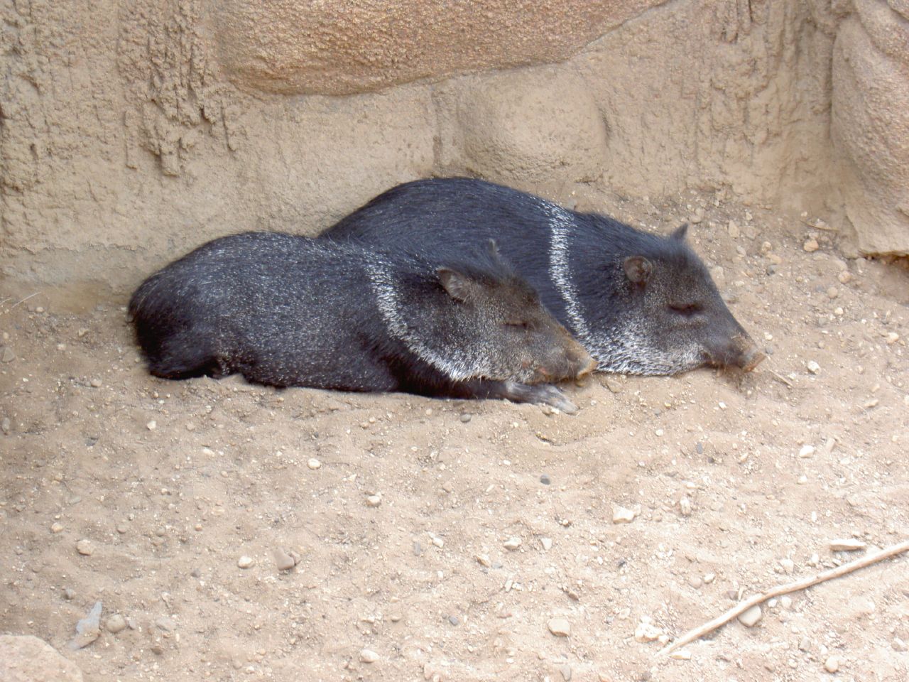 an animal laying on top of sand next to rocks