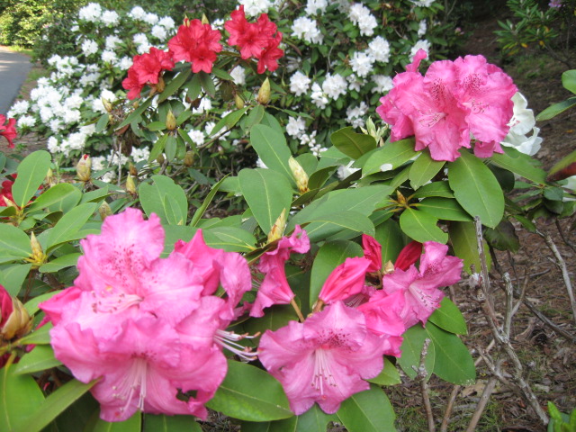 flowers that are pink and white with green leaves