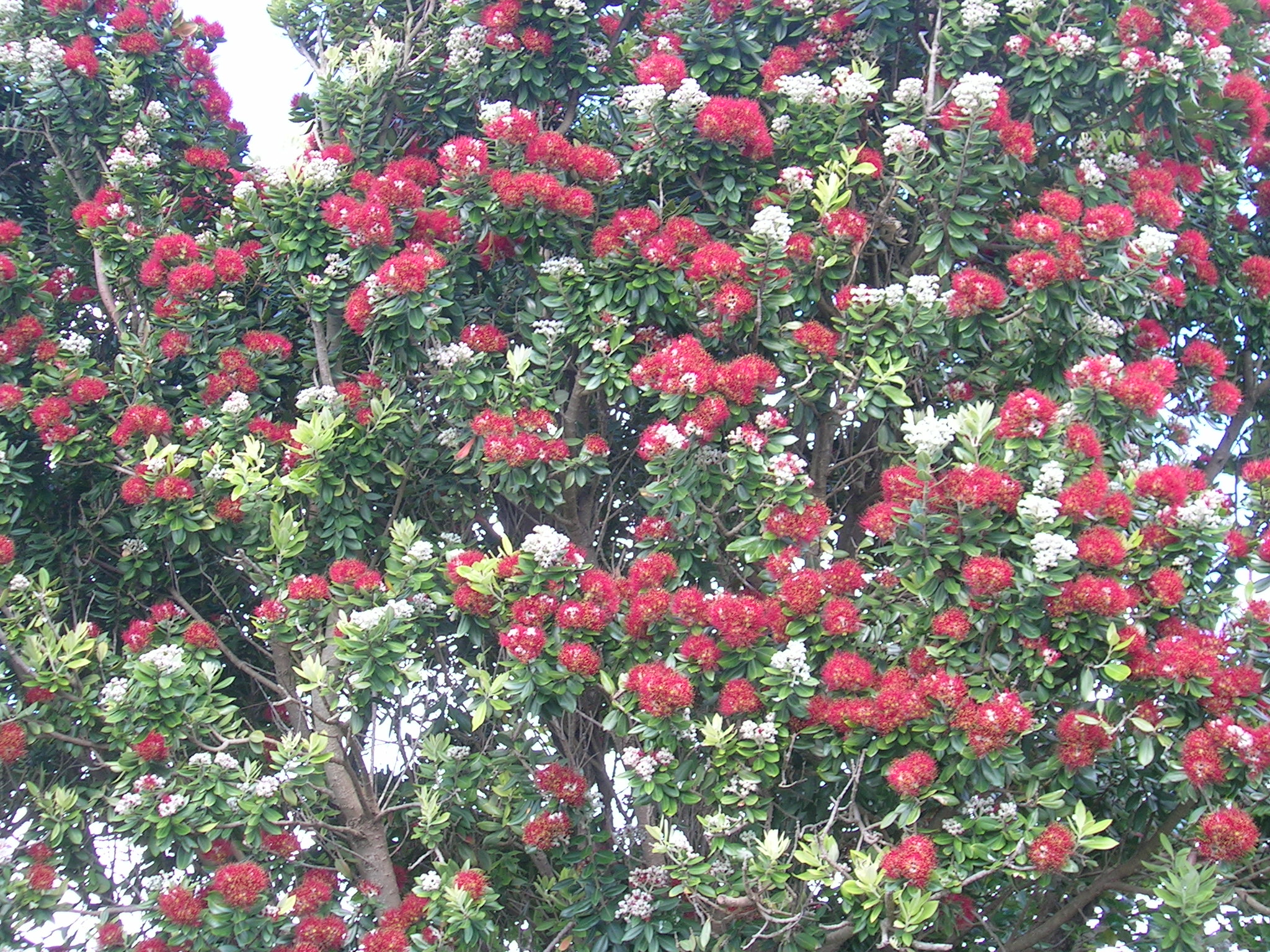 some red and white flowers near some trees