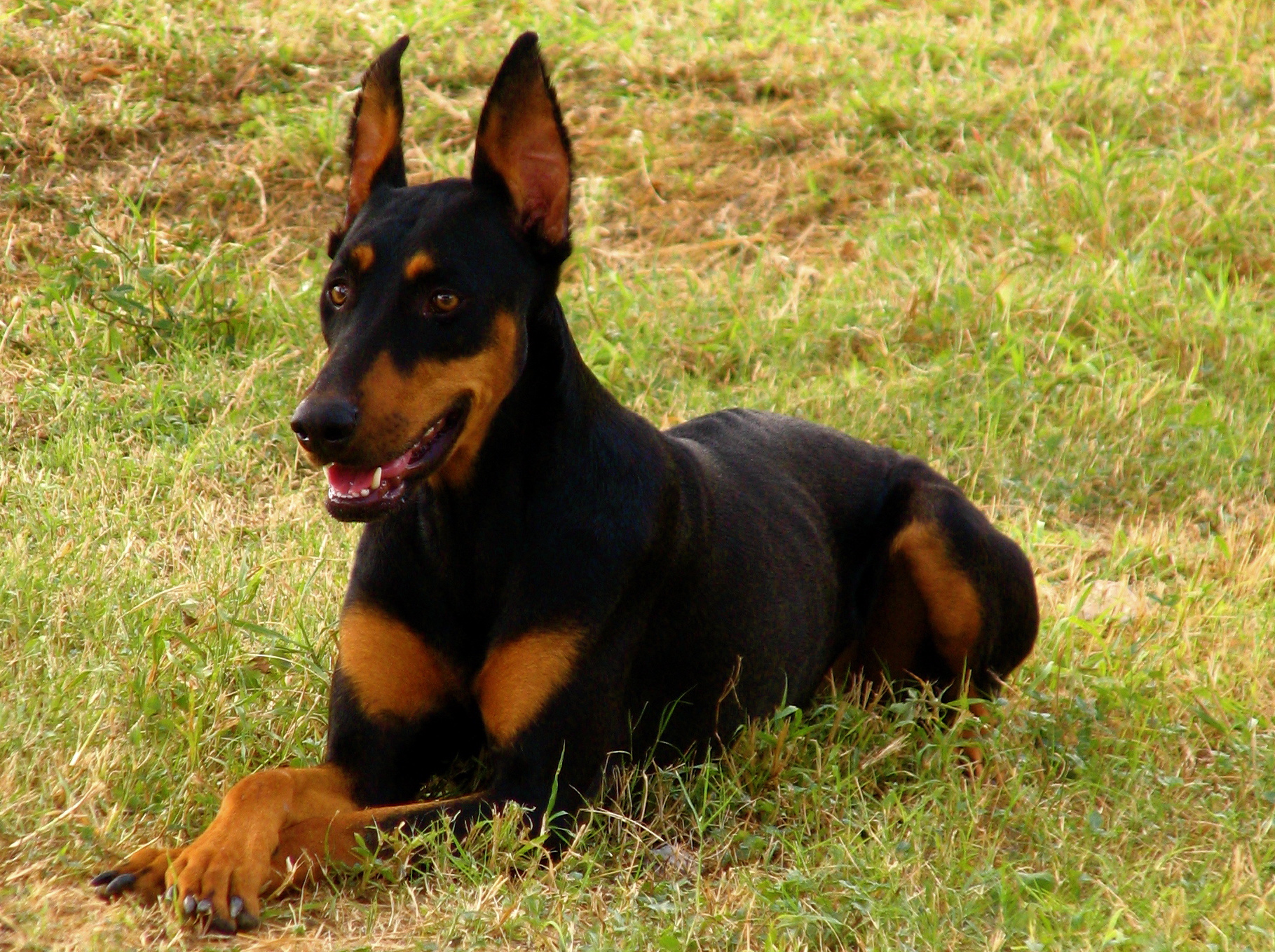 a black and brown dog laying on the ground in a grassy field