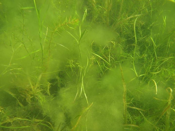 grass is under water in a field
