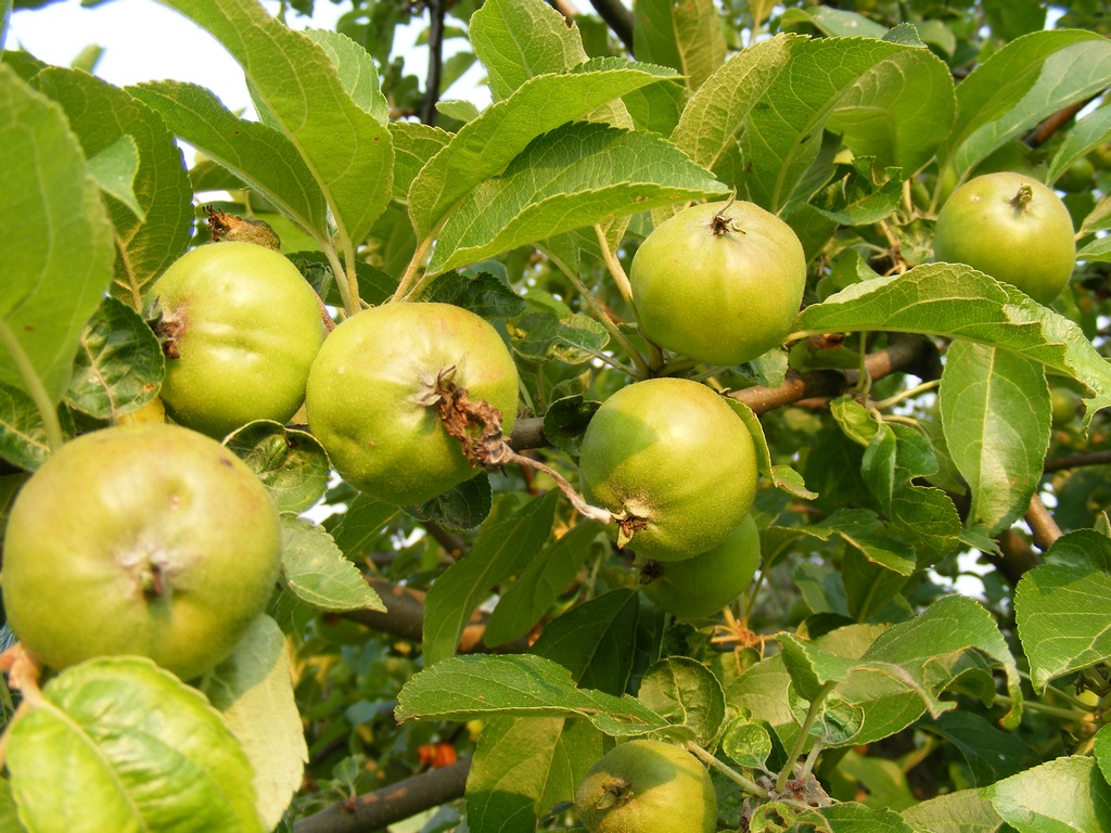 apples on a tree in the summer and green leaves