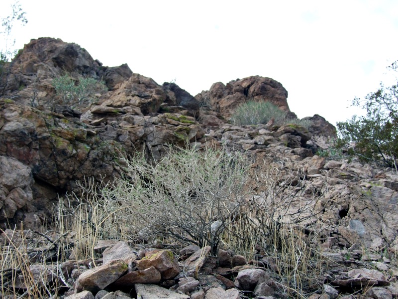 a rocky area has a green plant growing from it