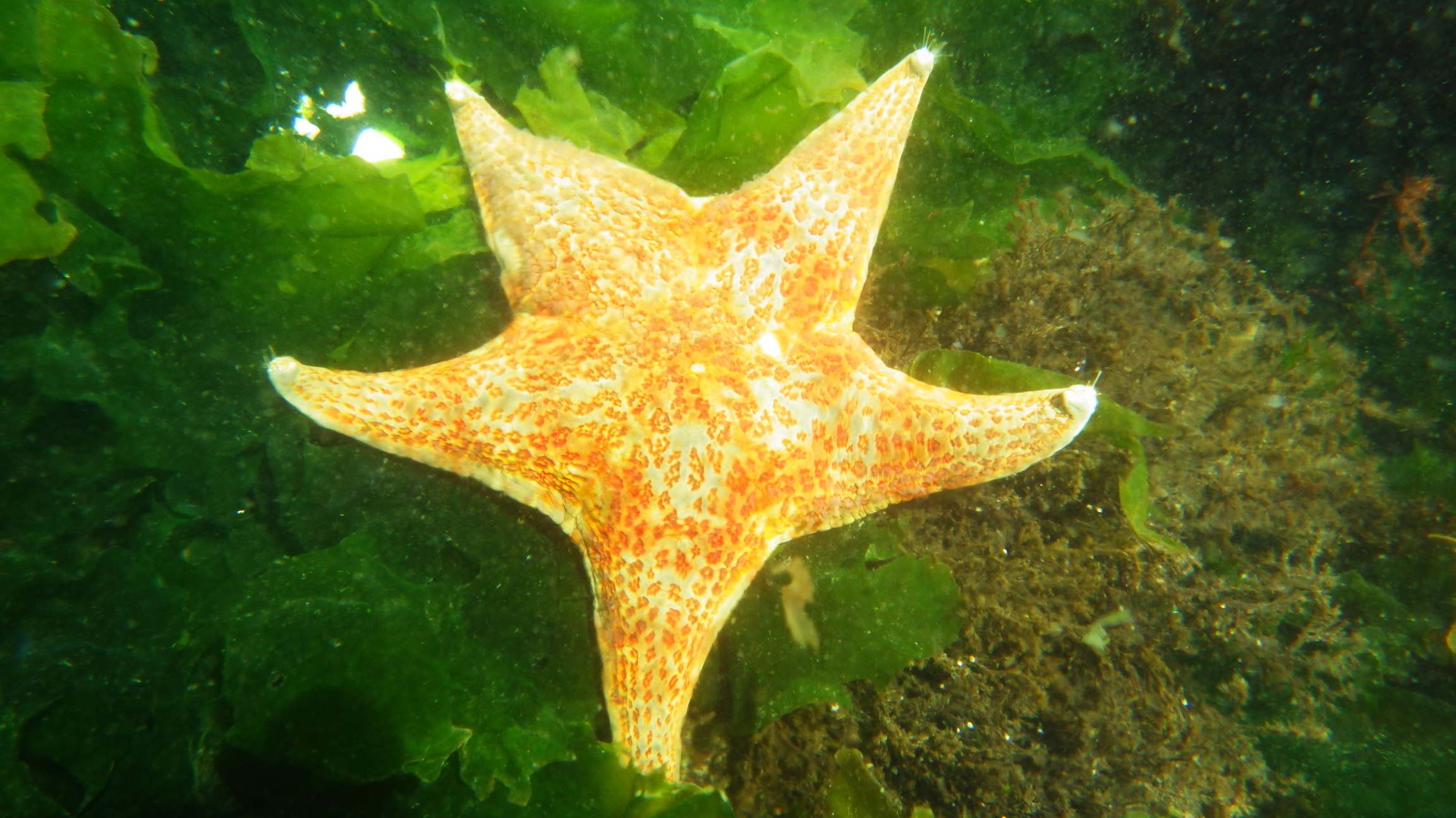 an orange and white starfish in the water with green algae