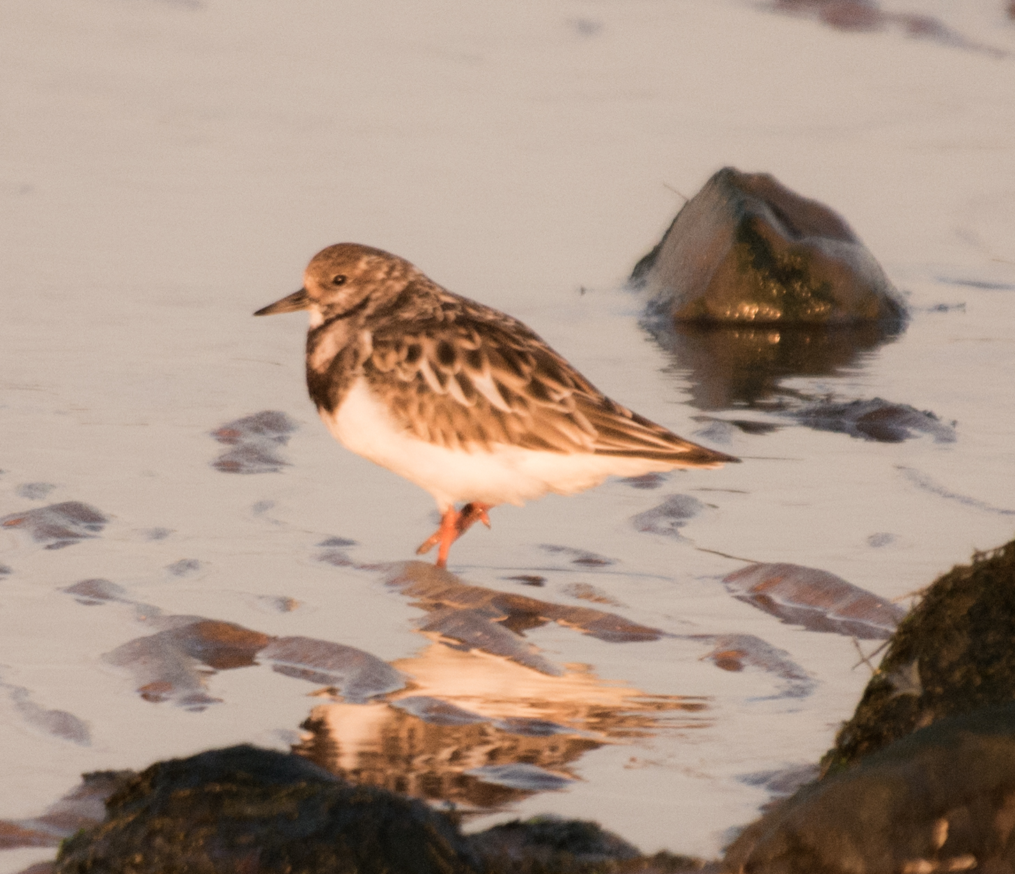 a small brown and white bird is walking in water
