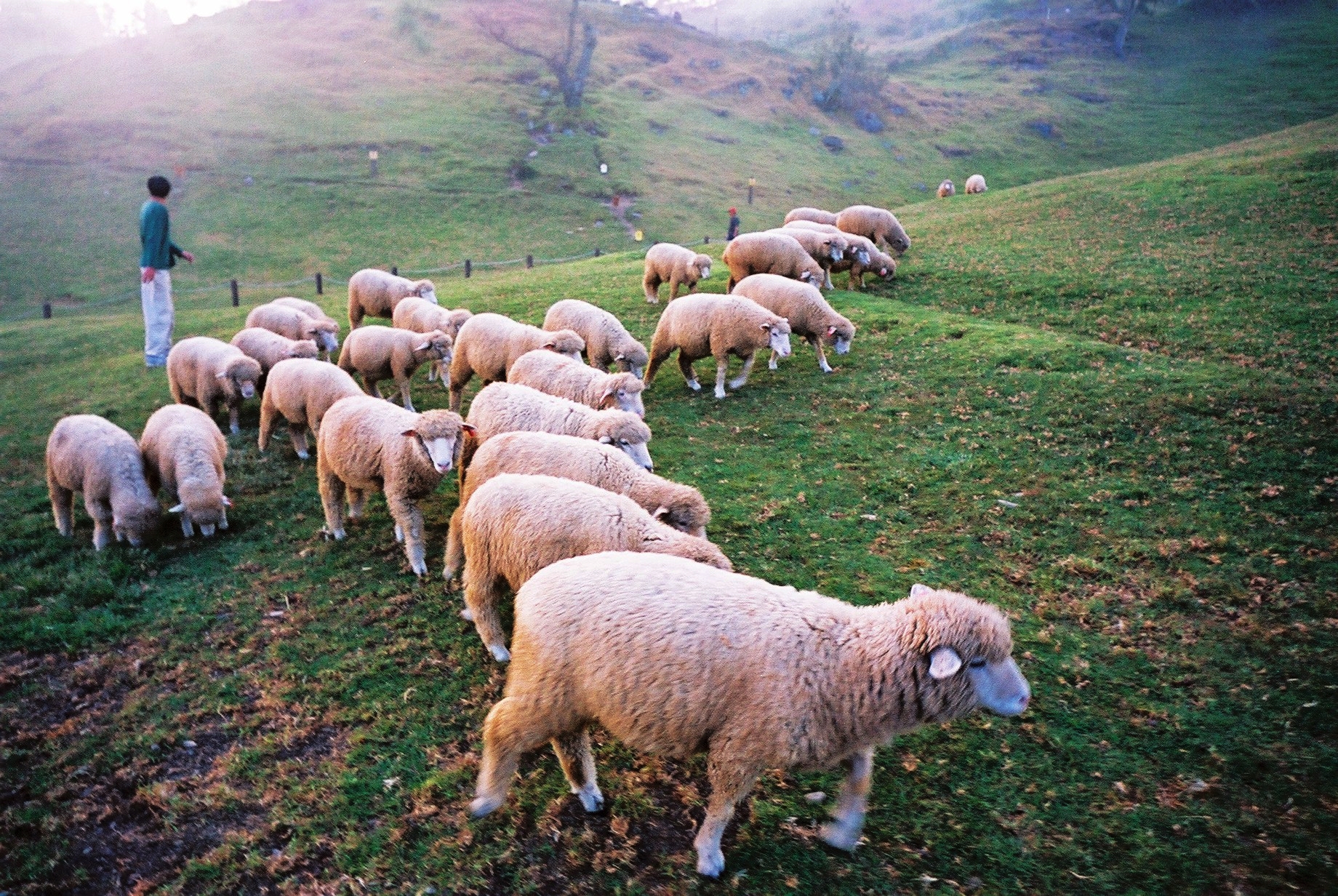 a man watches as herding sheep move up a hill