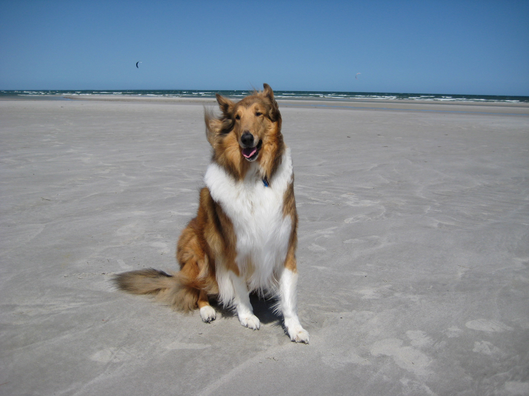 a dog that is sitting down in the sand