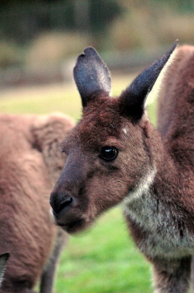 there are two very cute kangaroos that are standing together