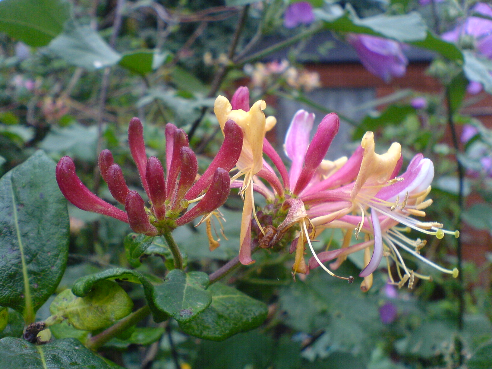 the flowers are blooming in the field with leaves