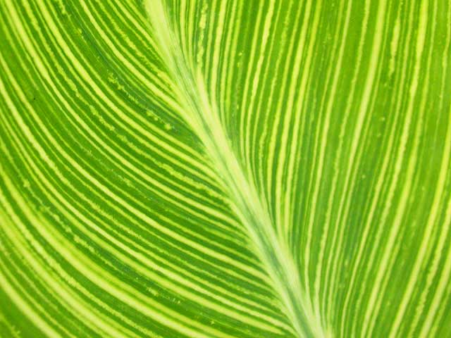 a green leaf in the sunlight with leaves moving