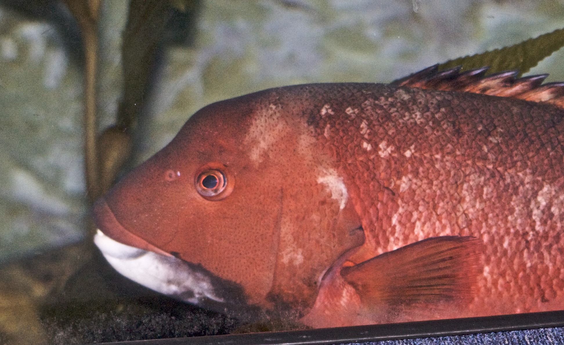 a large fish with long white tipped tails and red fins