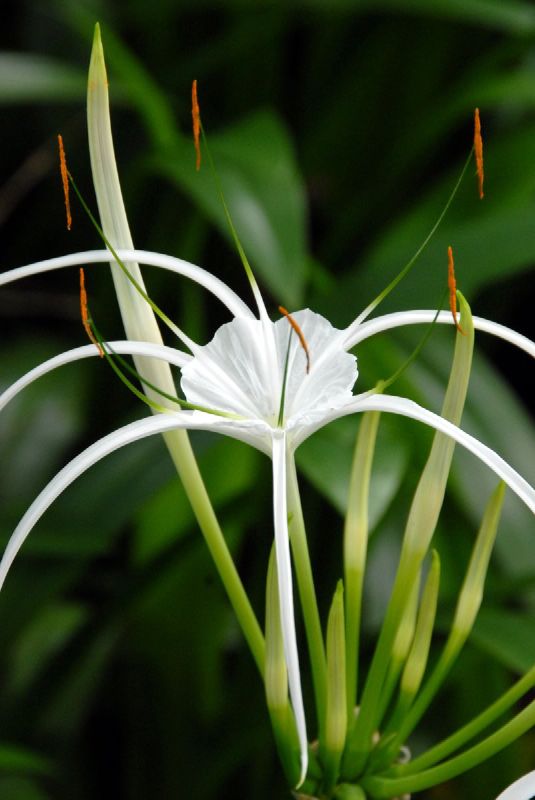 there are long white flowers that have long stem