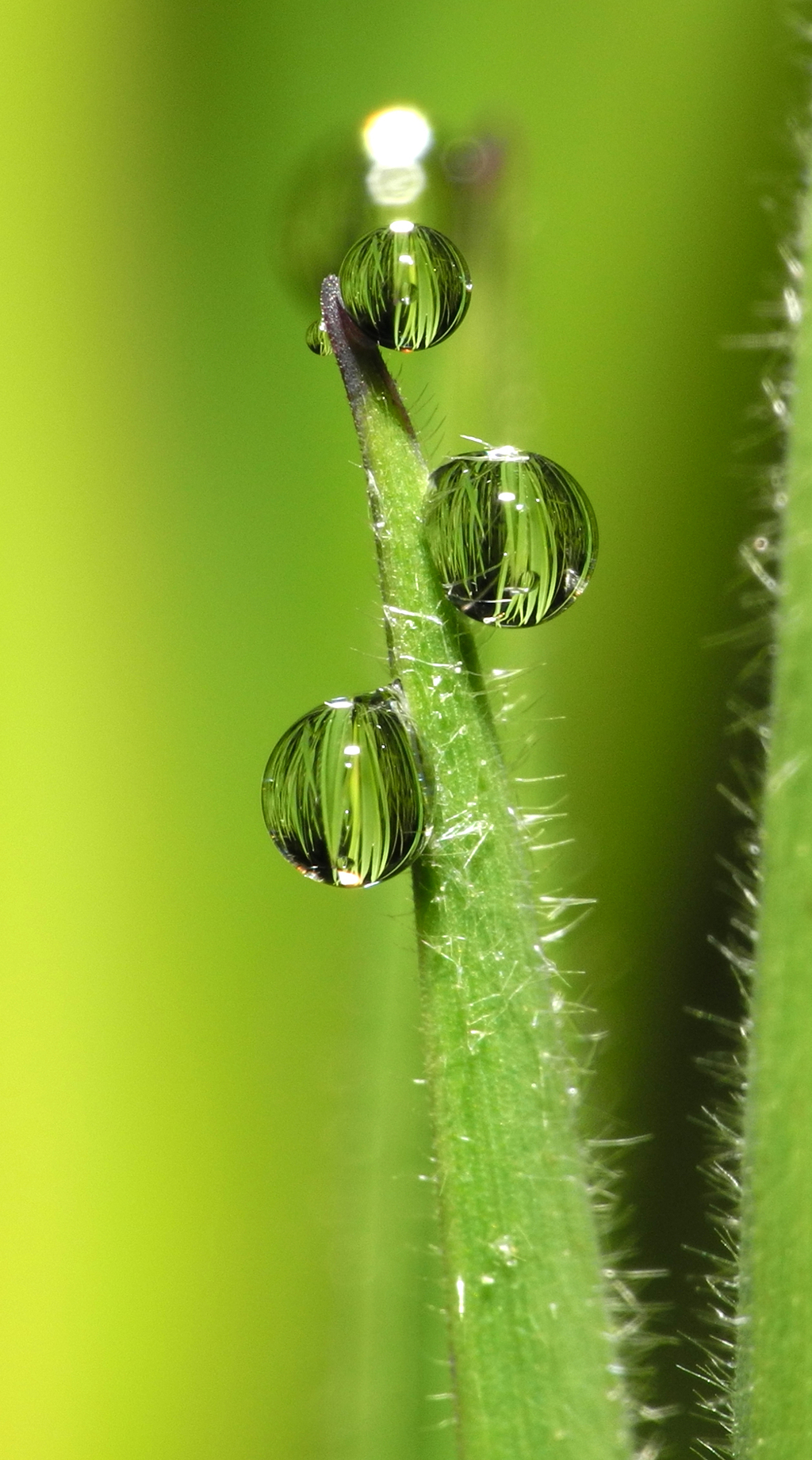 three drops of water on the tip of a plant