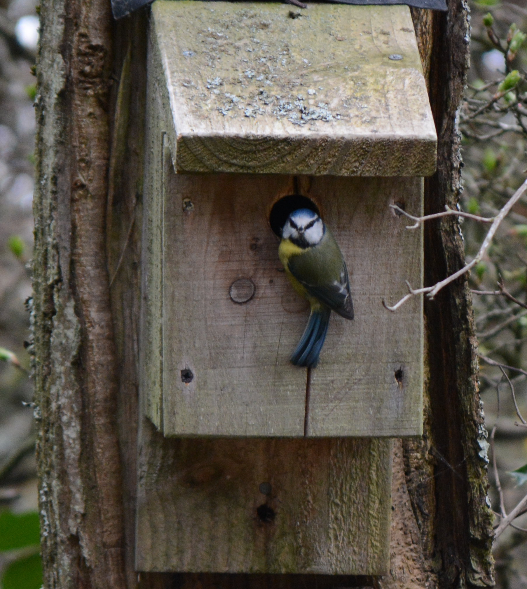 a small bird inside a house made of wooden