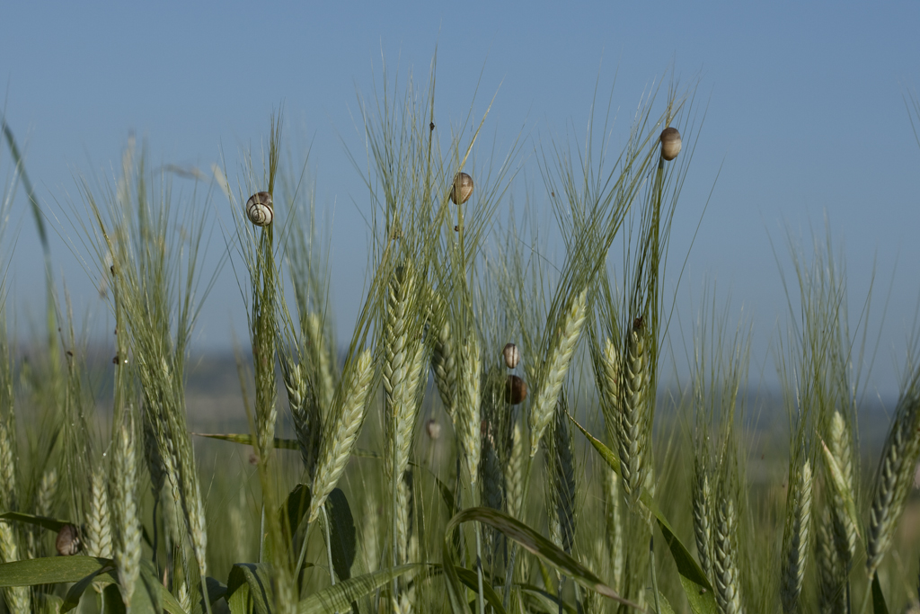 a tall corn field with birds perched on top