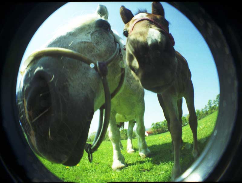 the po shows two horses looking straight ahead