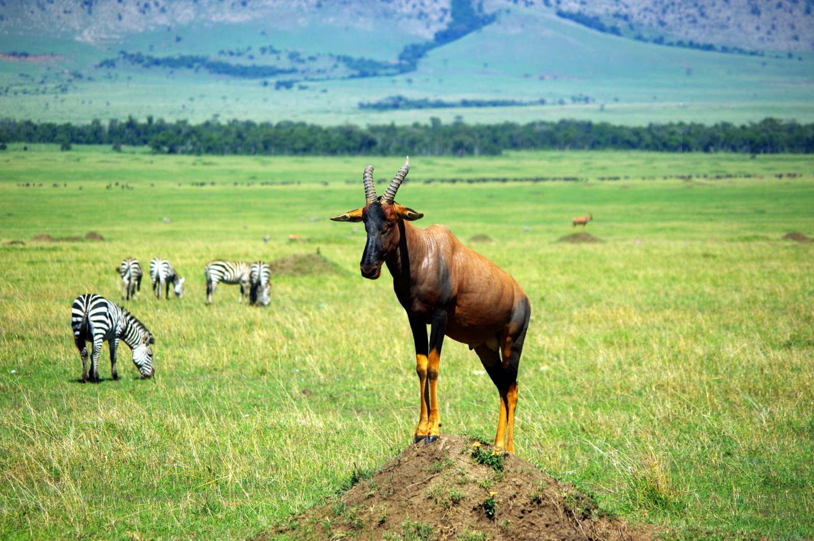 an animal standing on top of a pile of dirt