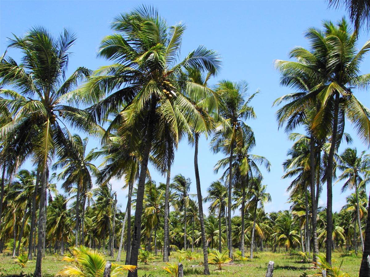 the palm trees are in the grass by the trees